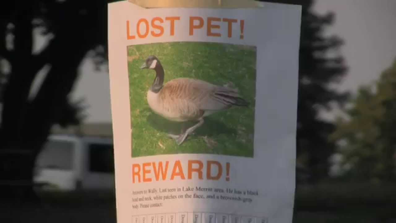 LOST PET!