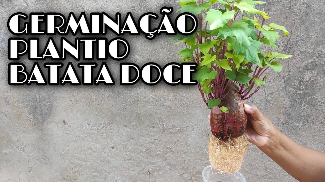 Como germinar batata doce e O plantio no vaso?/Germination and planting sweet potato