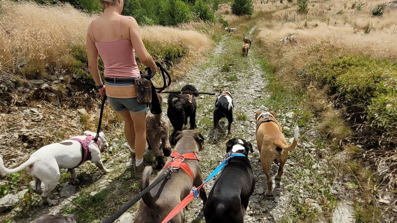 socializace psů se psy? Dejte si velký pozor na tyto časté chyby