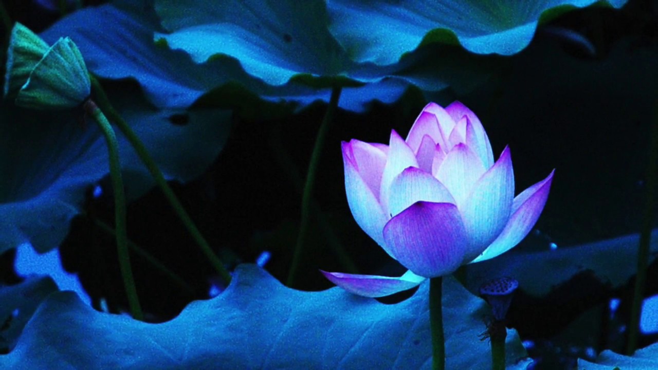 Shaina Noll ~ Each Holy Child Video | New Thought Spiritual Songs