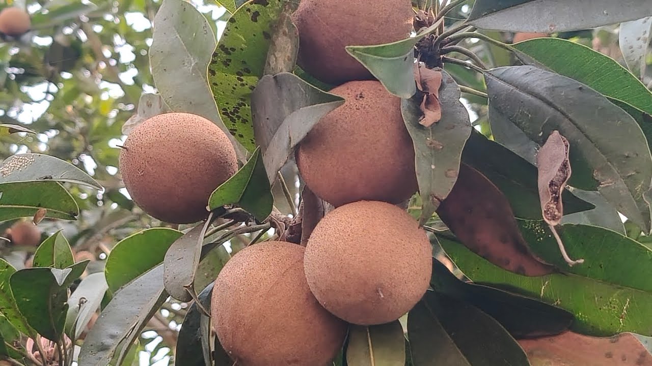 మన ఇంటి సపోటాలు ఇలా