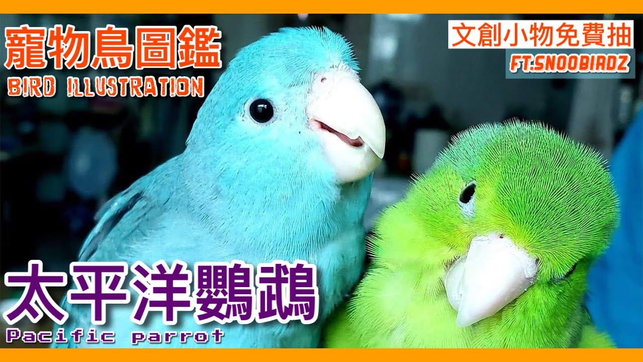 破解太平洋鸚鵡的網路謠言！嬌小體型個性竟是...? pacific parrot illustrated video ft.snoobirdz【鸚鵡小木屋】【寵物鳥圖鑑EP21】