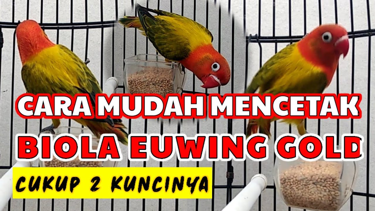 Cara mudah dan praktis cetak Lovebird biola Euwing gold, di jamin langsung jackpot