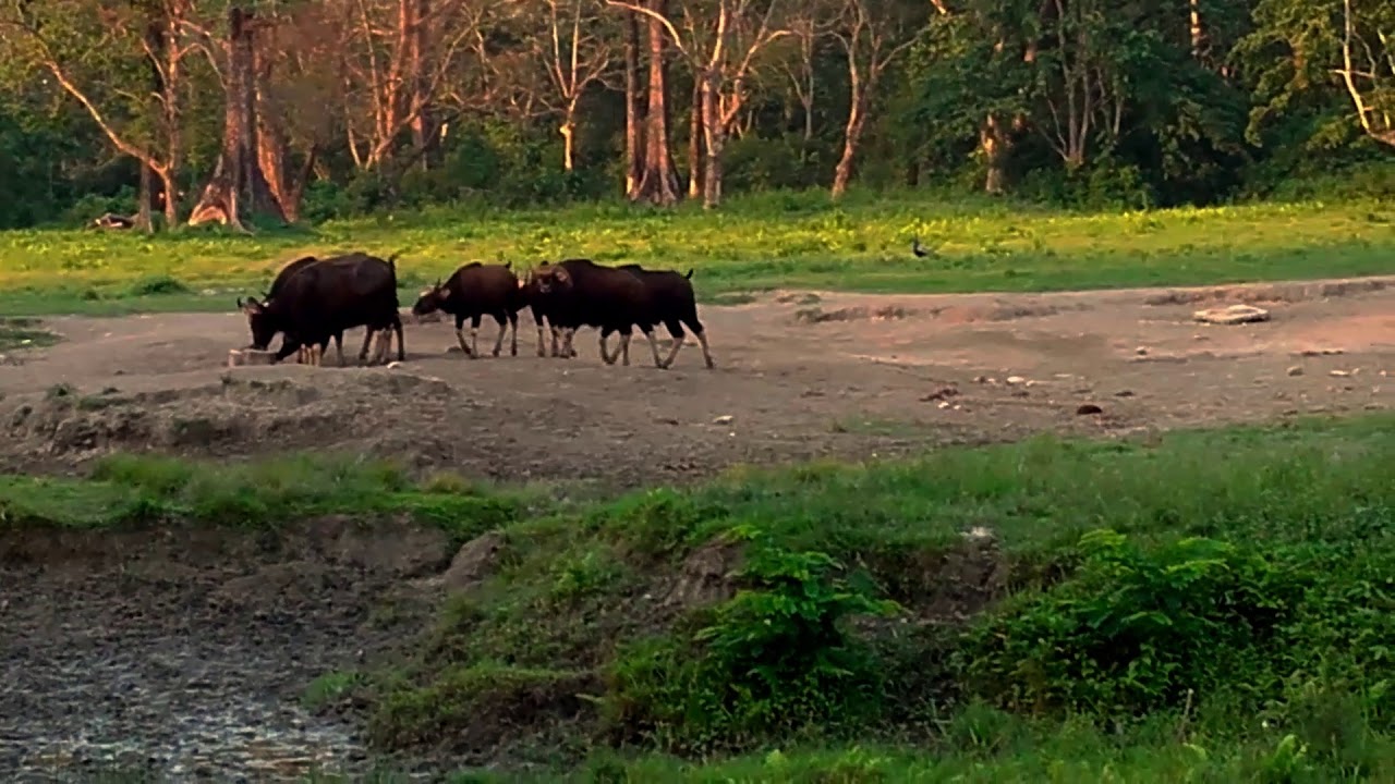 Byson at Gorumara Forest | Jungle Safari | Gorumara National Park | Adventure Tech Tutorial