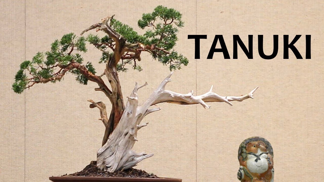 A Radical Redesign: Tanuki: Arthur Joura