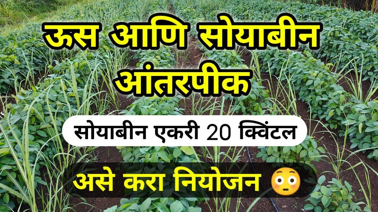 ऊस आणि सोयाबीन आंतरपीक || Us ani soyabean Antarpik || Sugarcane plus soyabean Management 👍