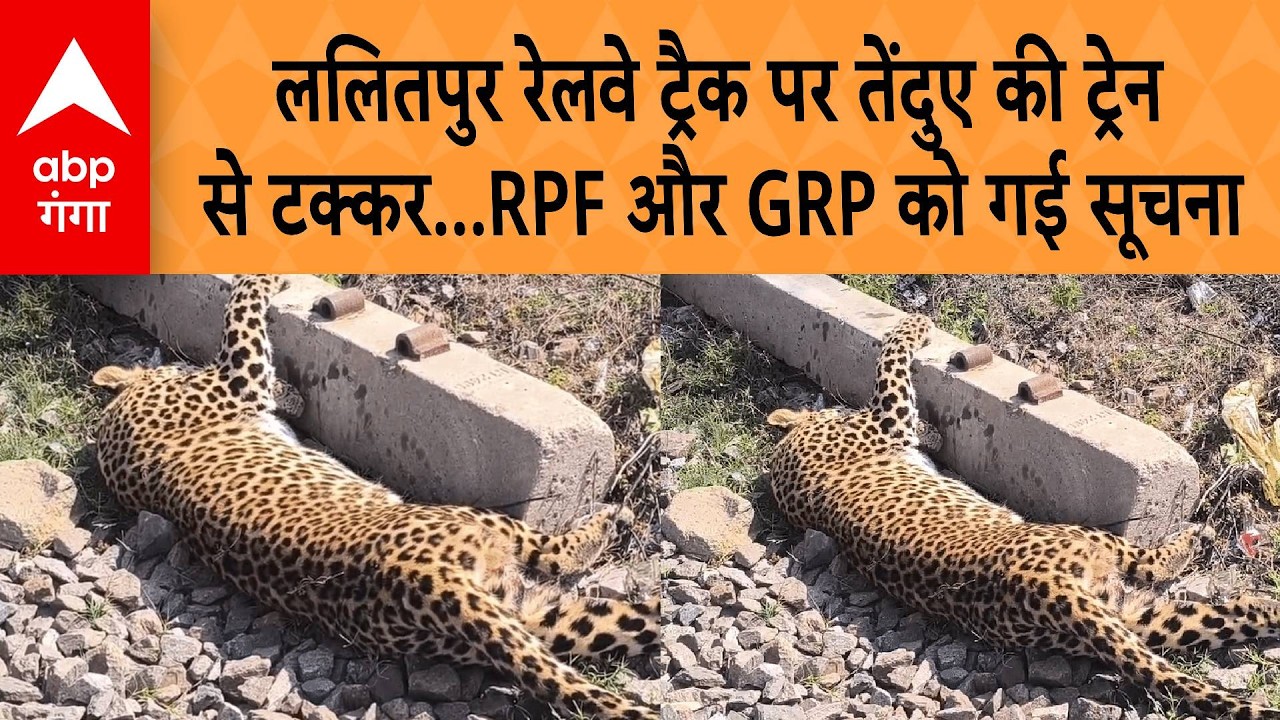 UP VIRAL VIDEO : ललितपुर रेलवे ट्रैक पर तेंदुए की ट्रेन से टक्कर...RPF और GRP को गई सूचना | ABP