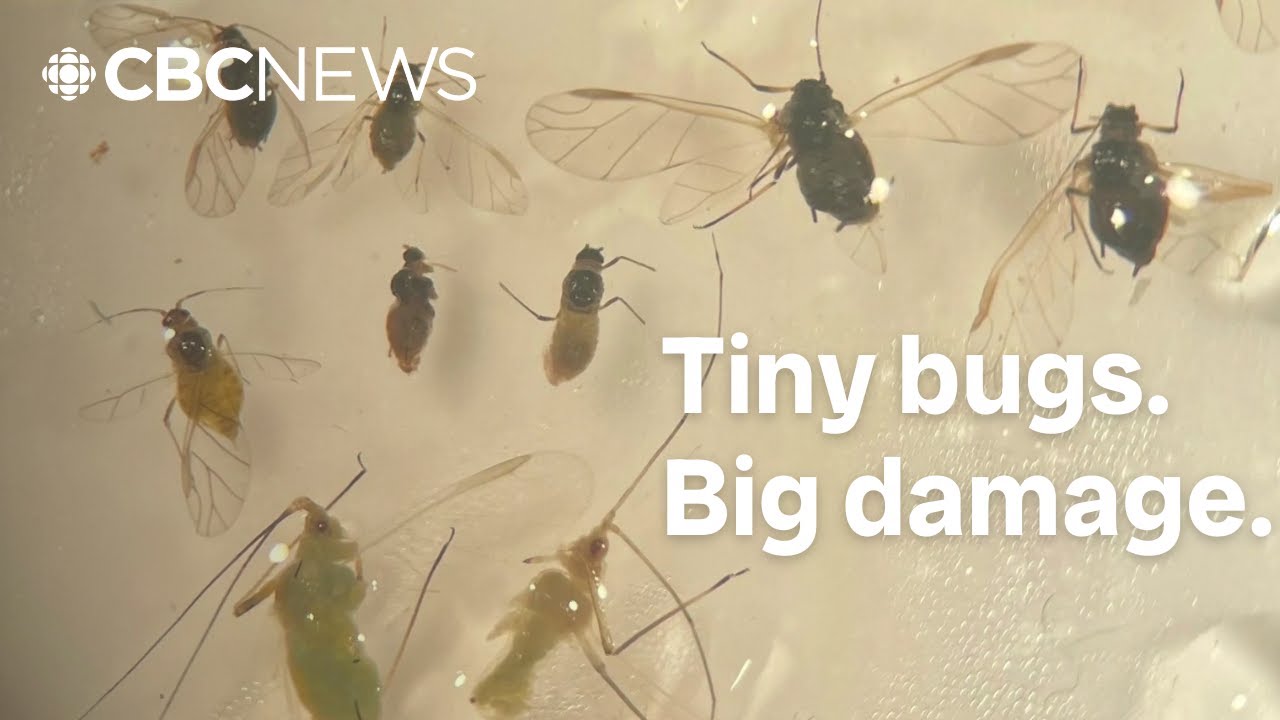 Aphids are back, and P.E.I. potato farmers are worried