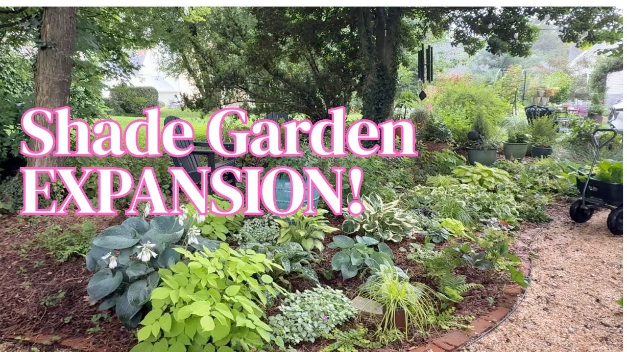 Expanding the Shade Garden | Part 1: Creating a Peaceful Retreat
