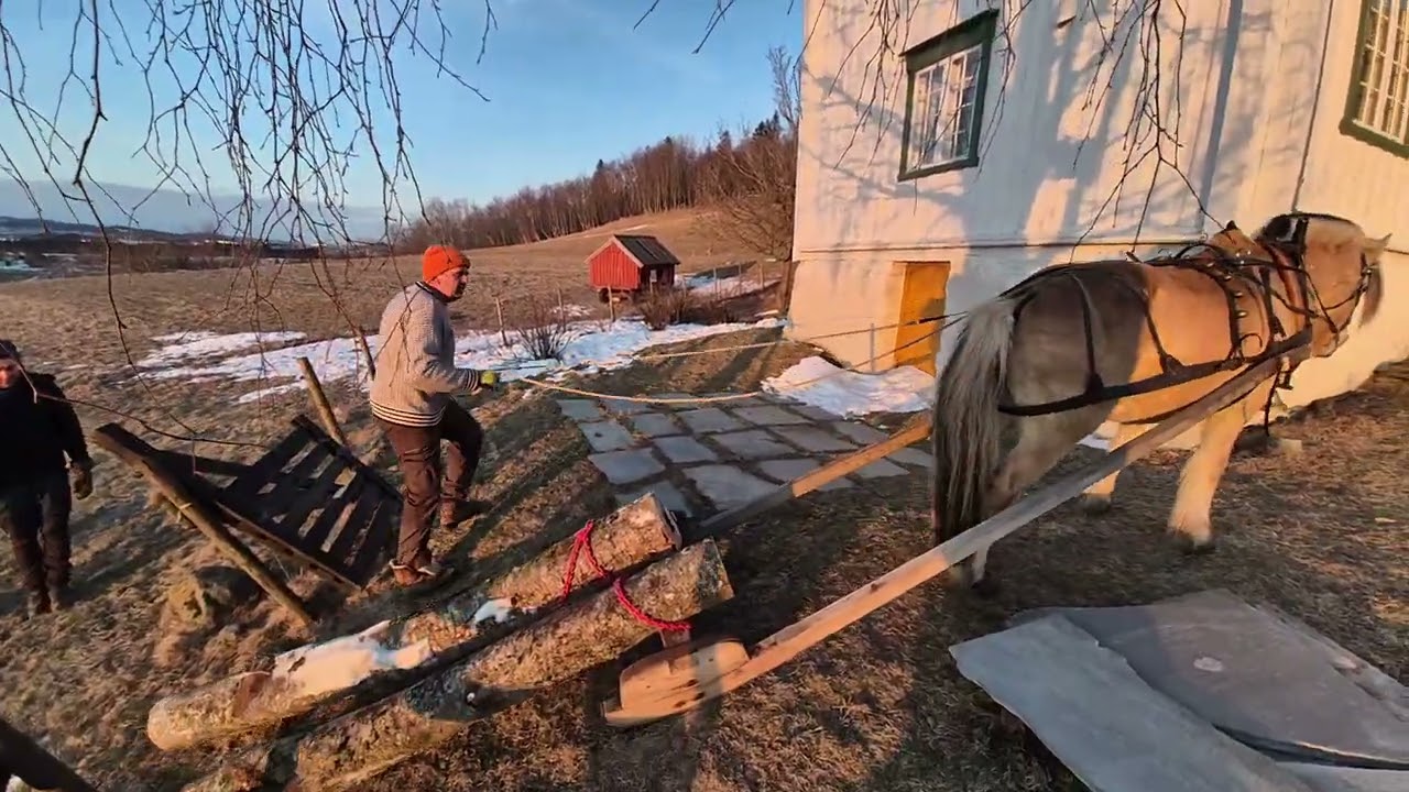Bringing wood through a tiny gate with fjordhorse 