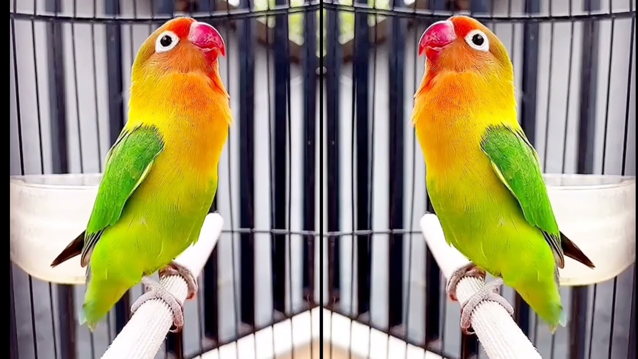 #lovebirds #lovebirdfighter #lovebirdpaud #lovebirdkonslet #masteranburung #kicaumania #rikigustama 
