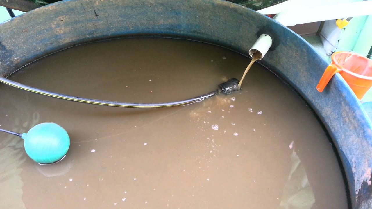 Cat fish cultivation in biogas slurry