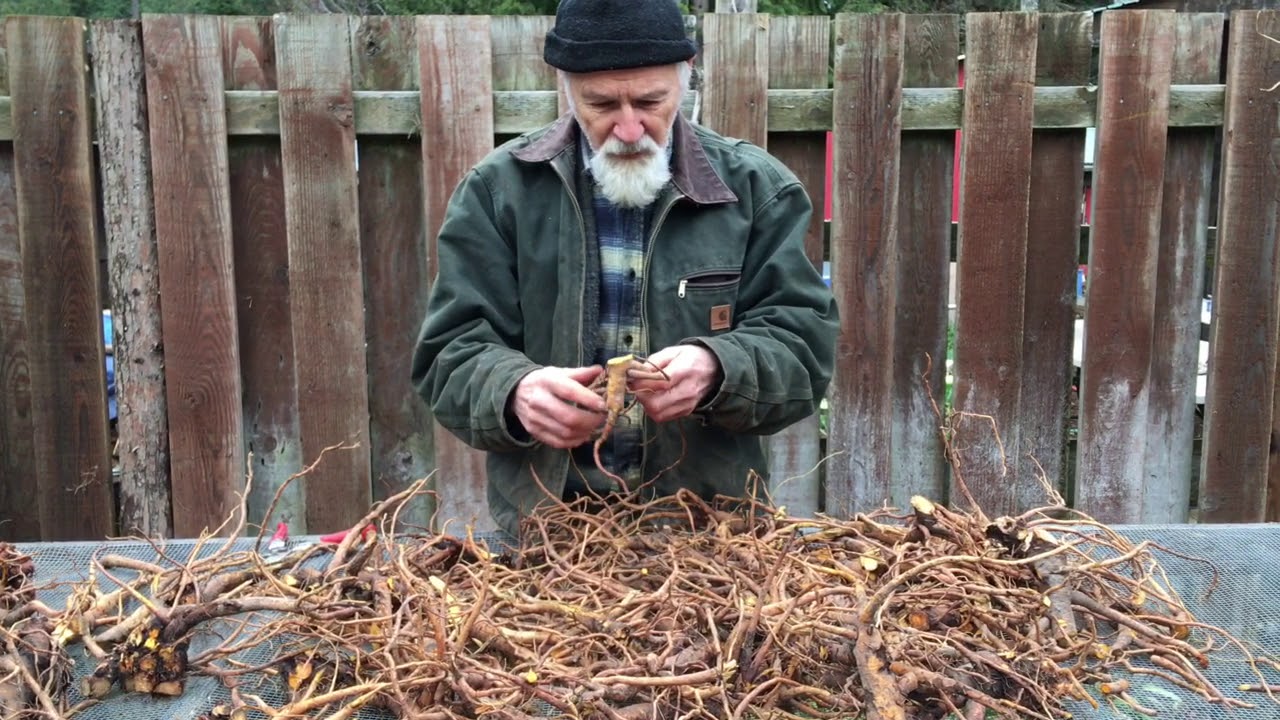 Yellow Dock Root with Michael Pilarski 