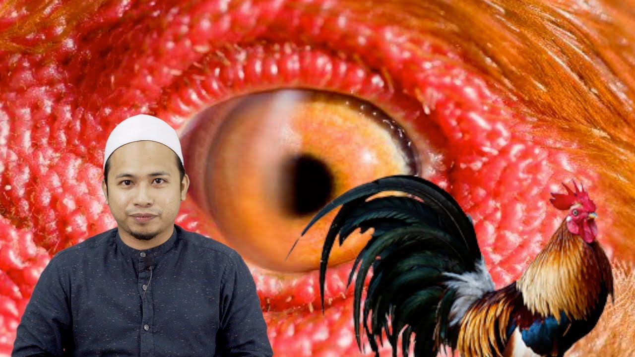 Betul Ke Ayam Jantan Boleh Nampak Malaikat?