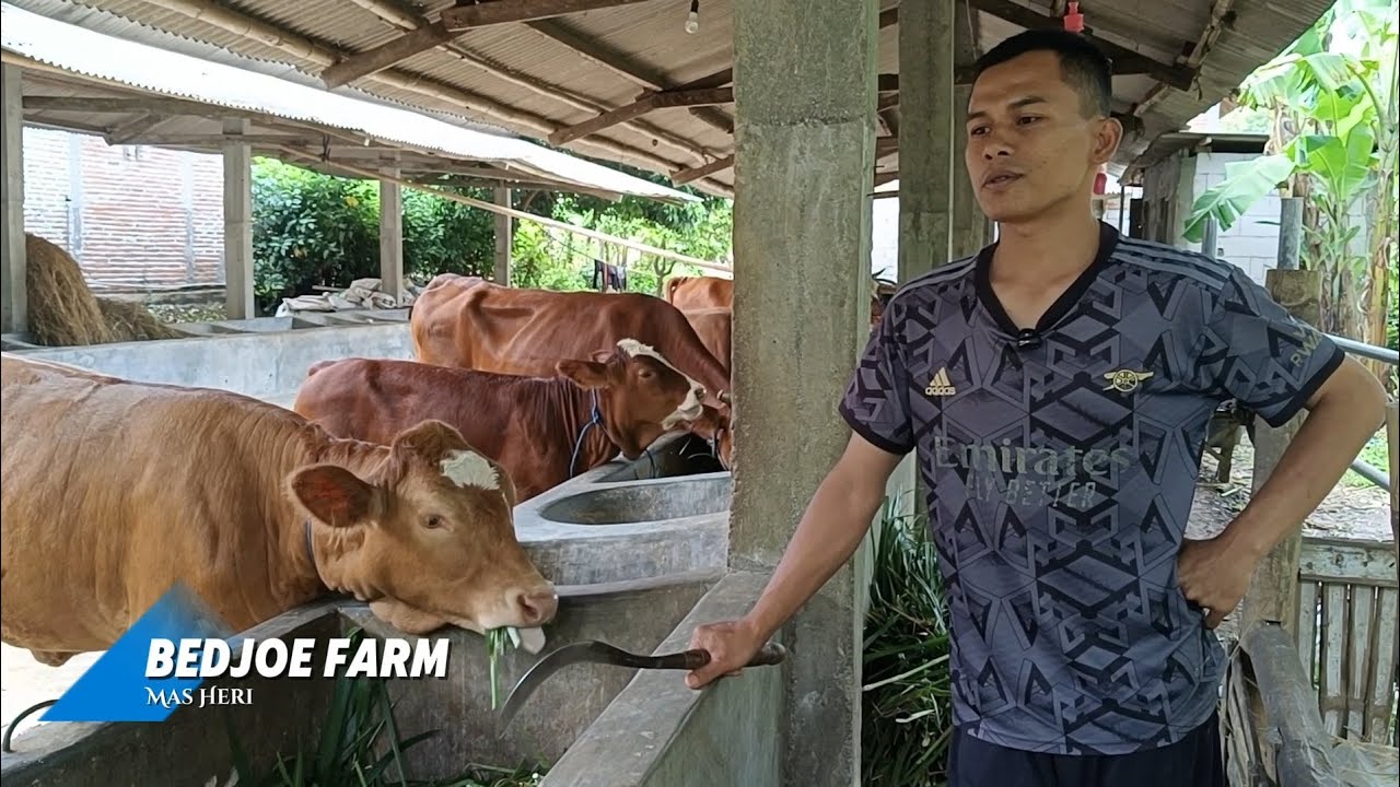 Breeding Sapi Dengan Target 20 Ekor Sapi Indukan‼️