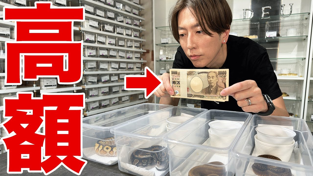高額なヘビがズラリ！ボールパイソン値段ランキング