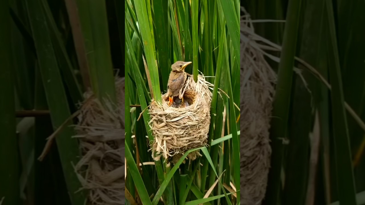 Baby Bird trying to fly for the first time #birds #nature #shorts