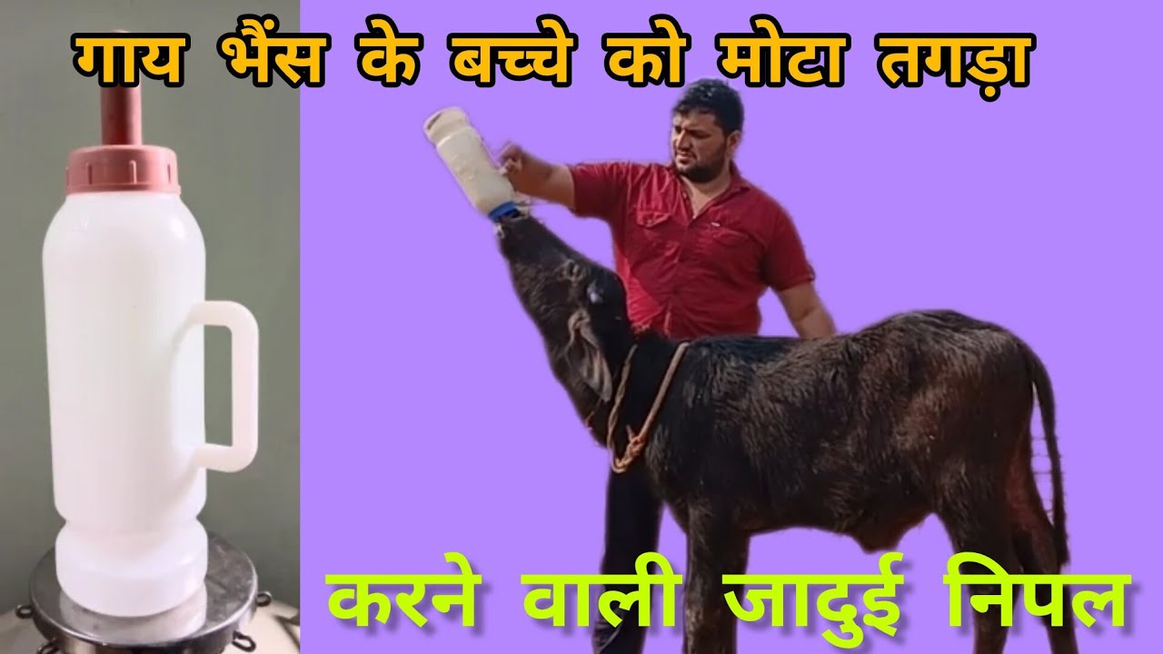 Calf growth ✨️ गाय भैंस के बच्चे को मोटा तगड़ा कैसे तैयार करे प्लास्टिक निपल के साथ। 💯👆