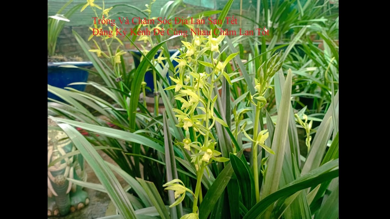 Trồng Và Chăm Sóc Địa Lan Sau Tết 2024 - 0912408397 - LAN RỪNG LÂM ĐỒNG
