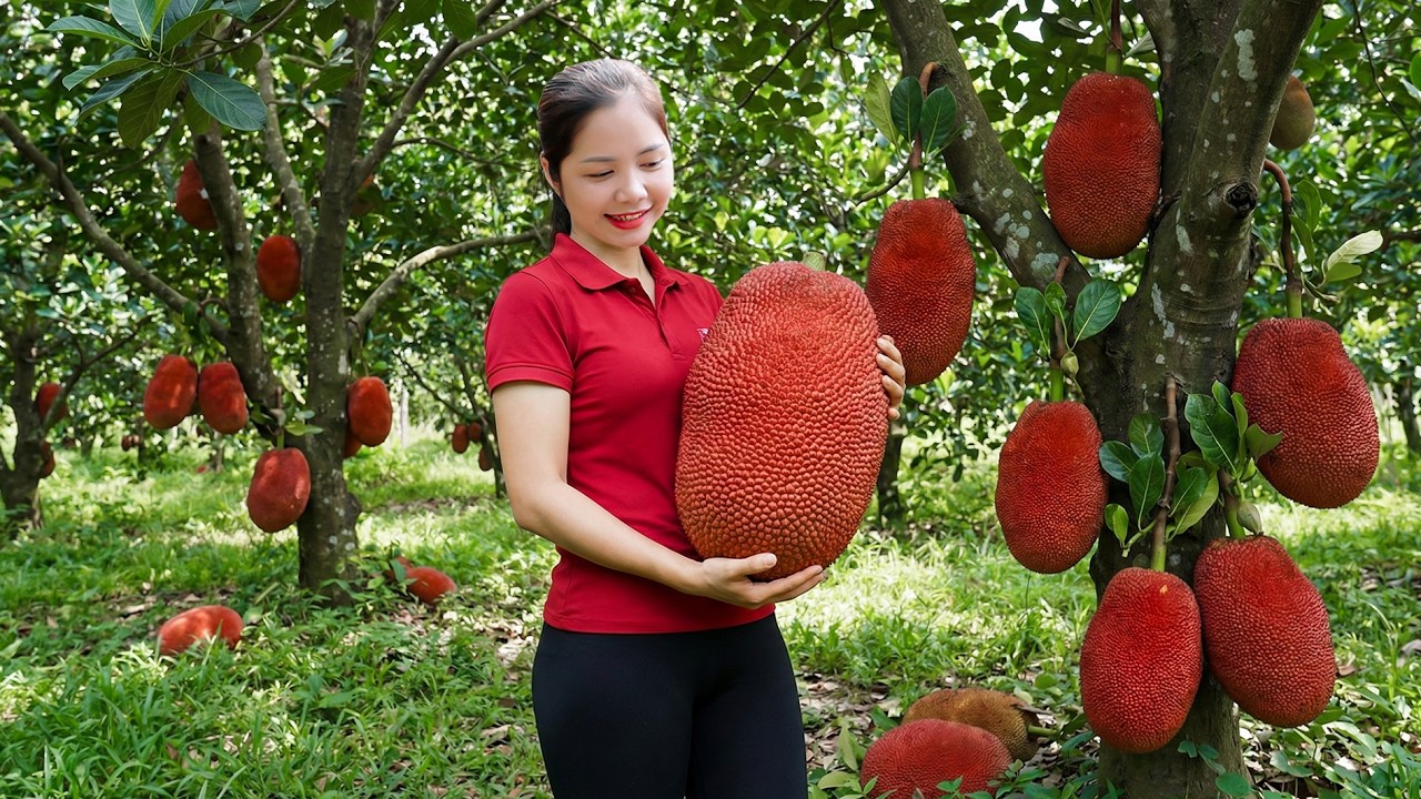 TIME LAPSE - Harvesting 1000+ Red-fleshed Jackfruit Goes To Market Sell, Jackfruit buns Bun Recipe