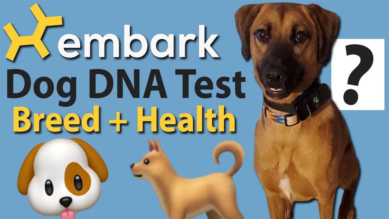 🐶Тест ДНК для определения породы и здоровья собаки Embark! 🐕Результаты и отзывы о спасённых собаках!