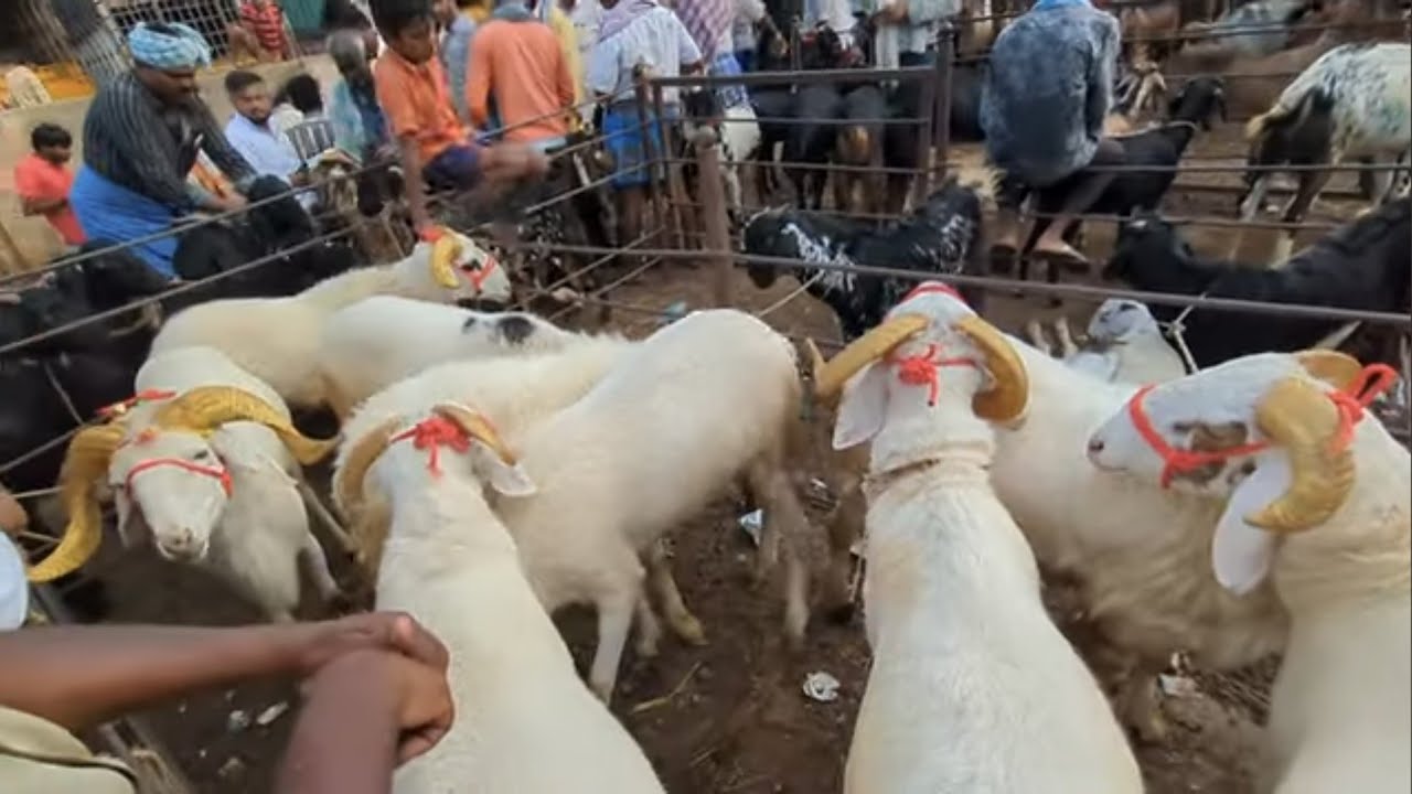 Akkirampura sheep market biggest bazaar in Karnataka? 100 kms from Bangalore. #sira #yelaga #sheep