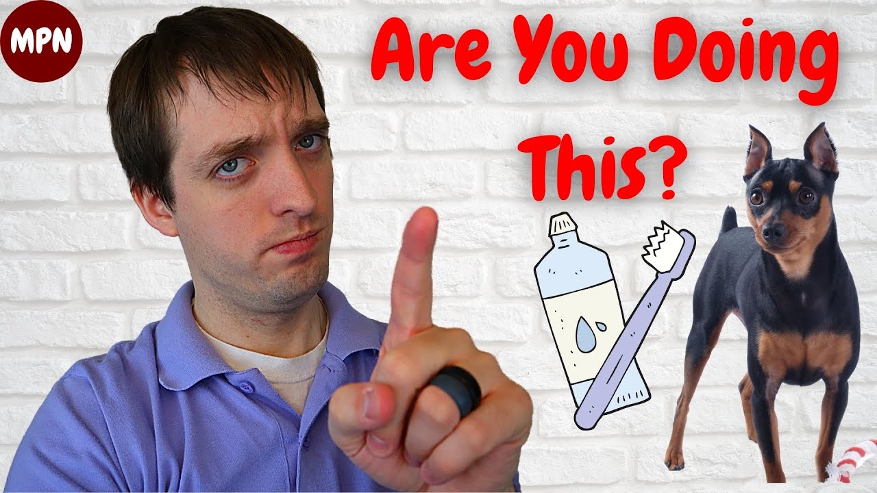 The One Thing You Aren't Doing with Your Min Pin