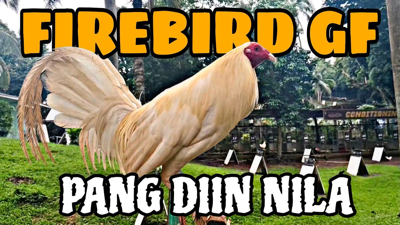 Kunting pasilip sa mga manok Ng firebird gamefarm