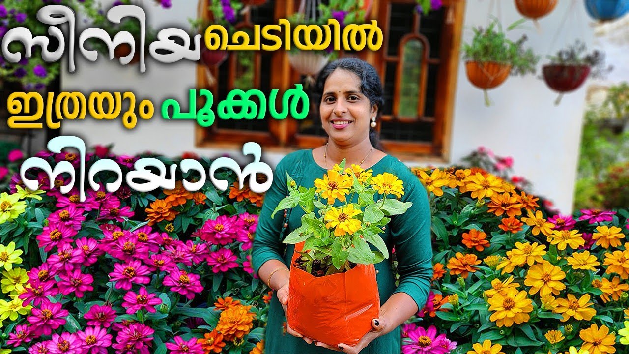 എന്റെ പുതിയ സീനിയ ചെടികൾ/My new senna plants