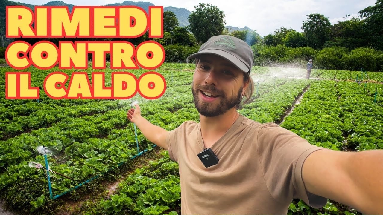 ORTO A LUGLIO, rimedi CONTRO IL CALDO folle