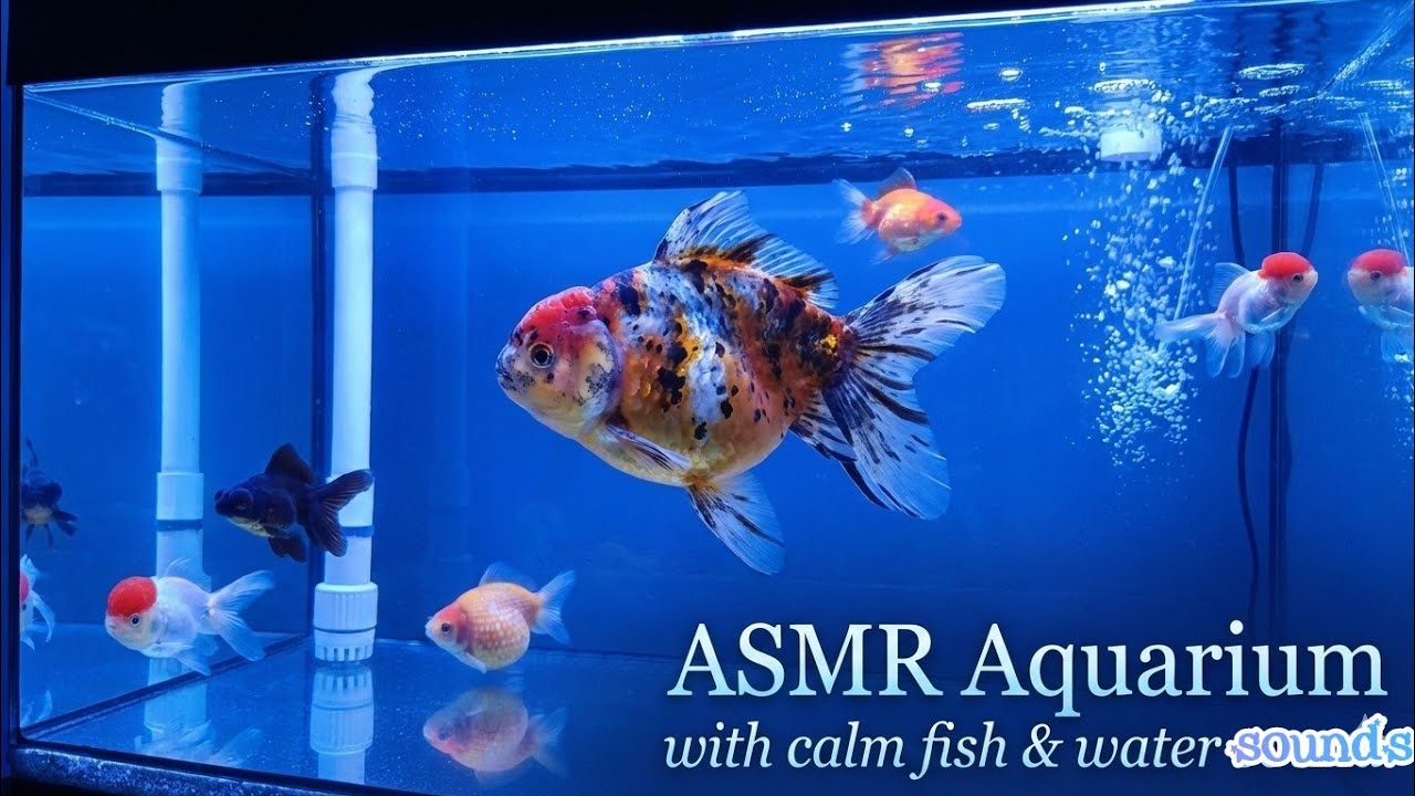 Insomnia Relief: Beautiful Underwater World (4K ASMR)