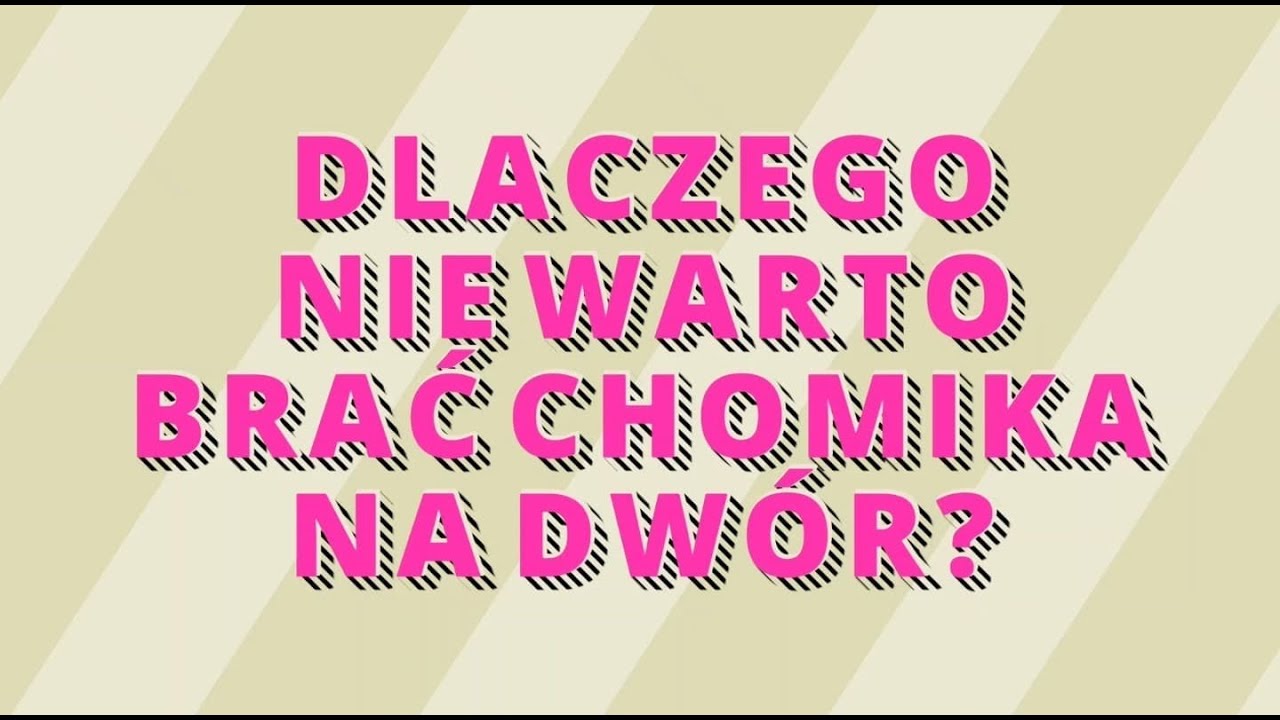 Dlaczego nie warto brać chomika na dwór? - Chomicze Porady #1