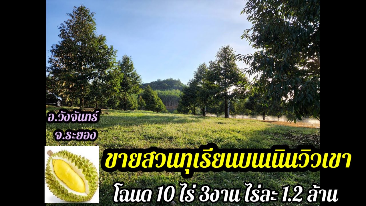 ขายสวนทุเรียนบนเนินวิวภูเขา โฉนด10ไร่3งานเศษ ไร่ละ 1.2ล้านบาท อ.วังจันทร์ จ.ระยอง0890986866หนูEp.164