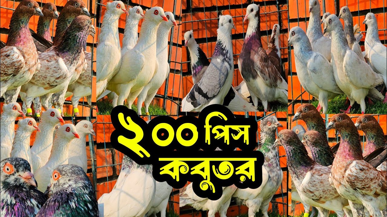 সবচেয়ে কমদামে ২০০ পিস হাইফ্লায়ার গিরিবাজ কবুতর কিনুন | খামারিদের কথা | Pigeon video |