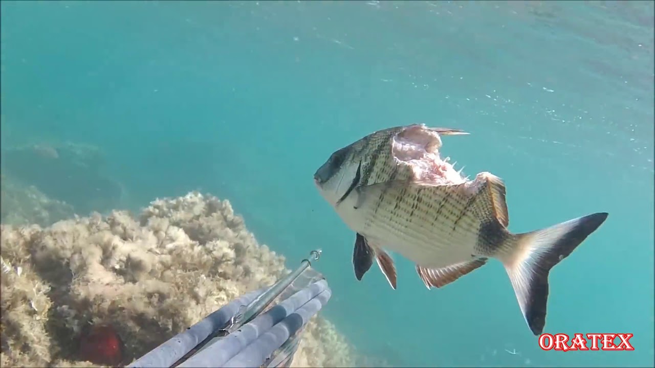 the fish that lives a miracle السمك الذي يعيش معجزة le poisson qui vit un miracle