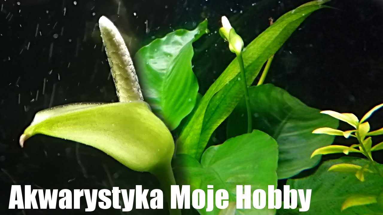Anubias barteri i jego kwiatostan