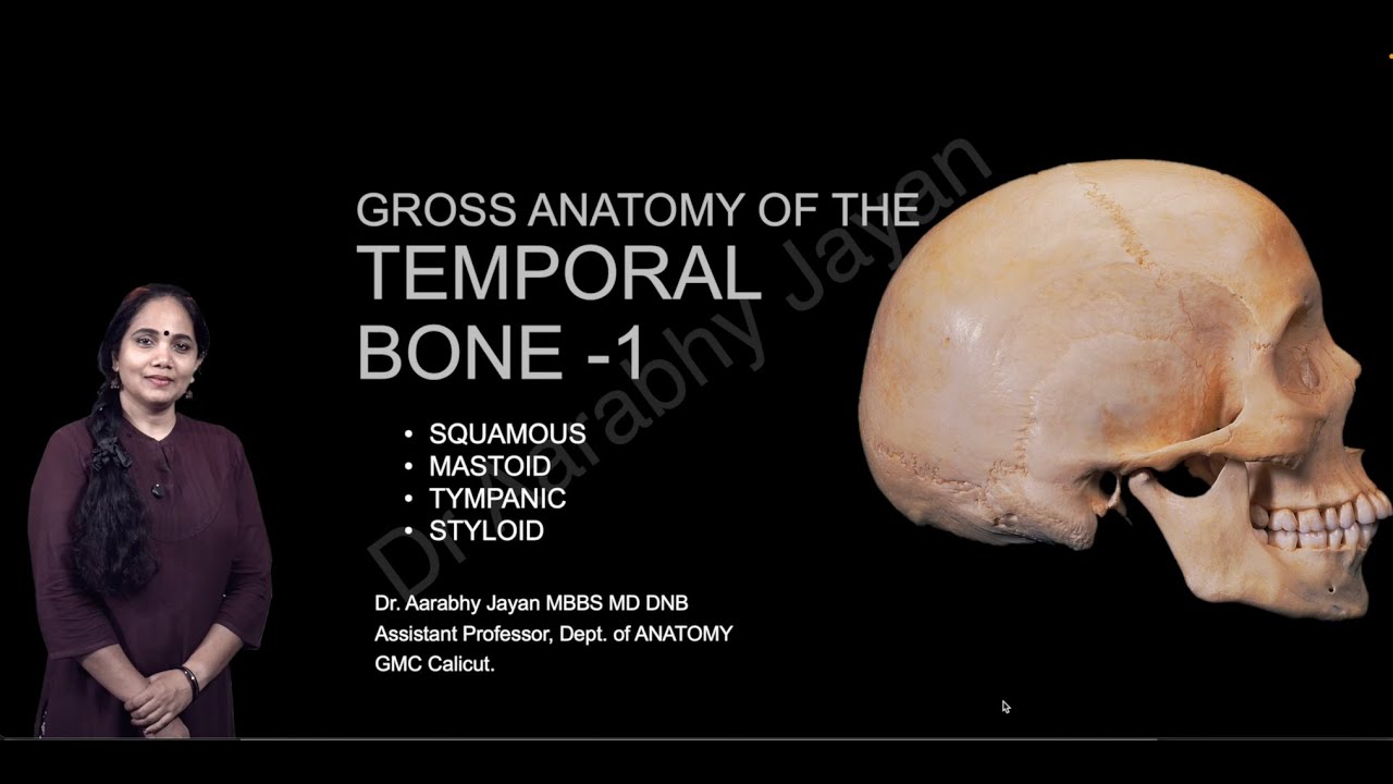 Gross Anatomy of the Temporal Bone - 1