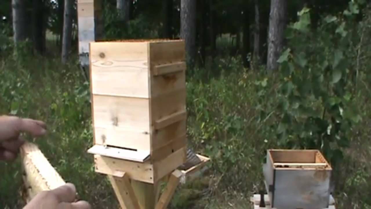 How to inspect a modified Warre hive