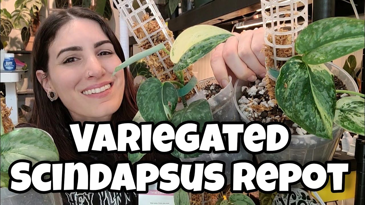 Variegated Scindapsus Repot 🌿 repotting & moss poling my plants 😅