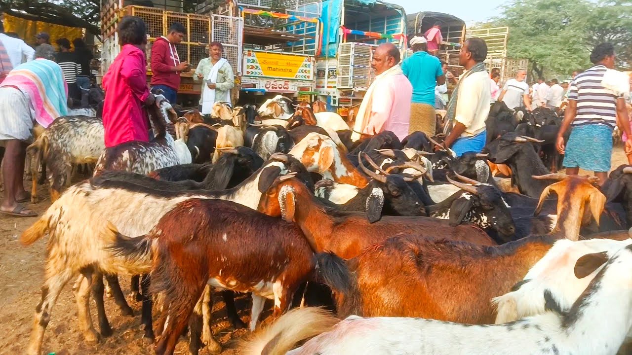 పెద్ద సైజ్ మేకలు!! రెట్లు కాళ్ళ కింద పిల్లలు!!pebbeir market!!28/02/26