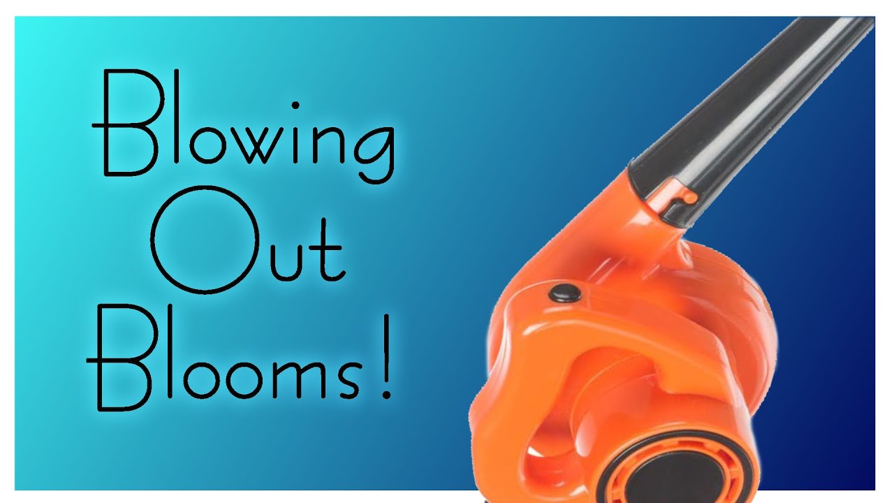 Blowing Out Blooms - Rain & Pours - #7