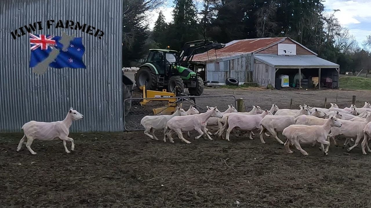 Pre-Lamb Shearing in August | Winter in New Zealand.