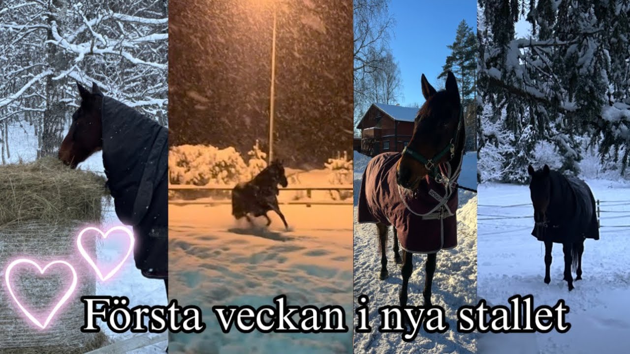 STALLVOGG - första veckan i nya stallet 