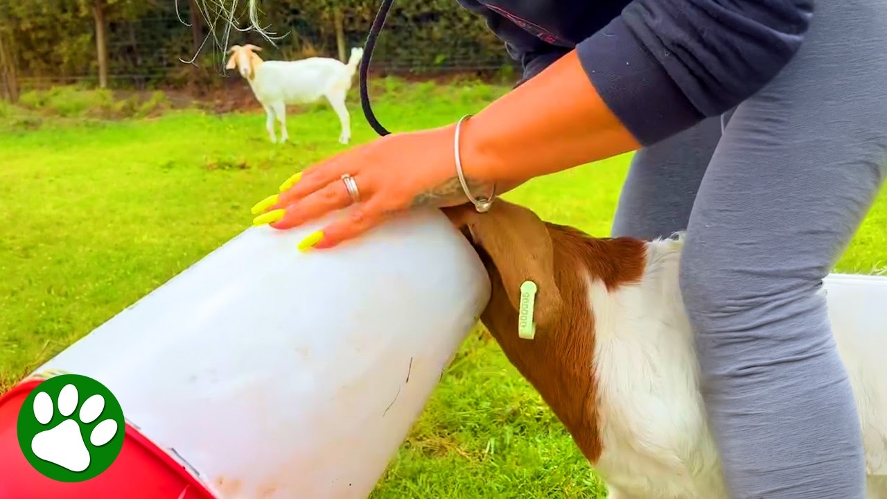 Baby Goat Reunites With Mom After Snack Heist ❤️