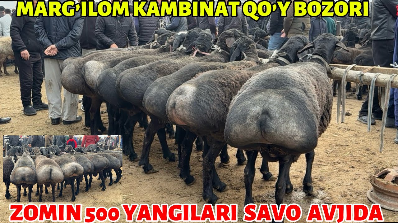QO’Y NARXLARI ZOMIN 500 YANGILARIDAN