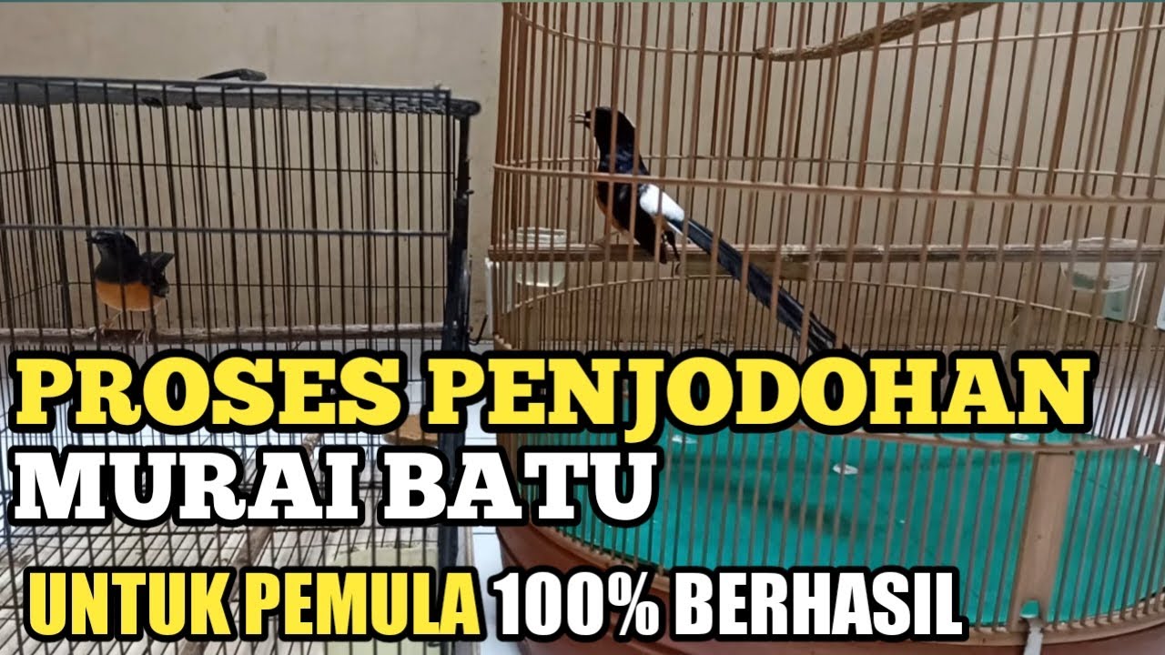 PROSES PENJODOHAN MURAI BATU/ UNTUK PEMULA 100% BERHASIL