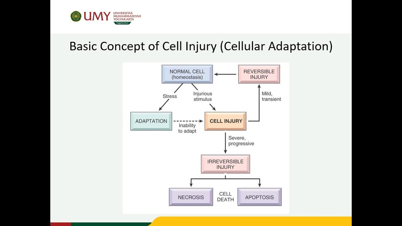 Cell Injury (Cellular Adaptation)