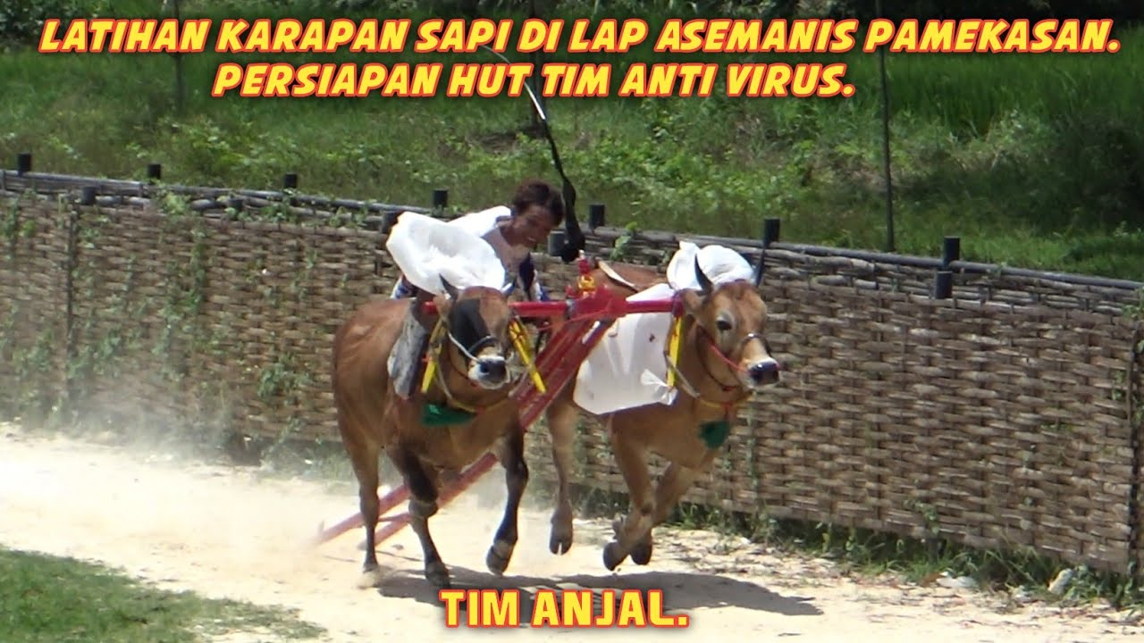 Latihan Karapan Sapi Di Lap Asemanis Pamekasan Persiapan HUT Tim Anti Virus Ada Tim Anjal. 