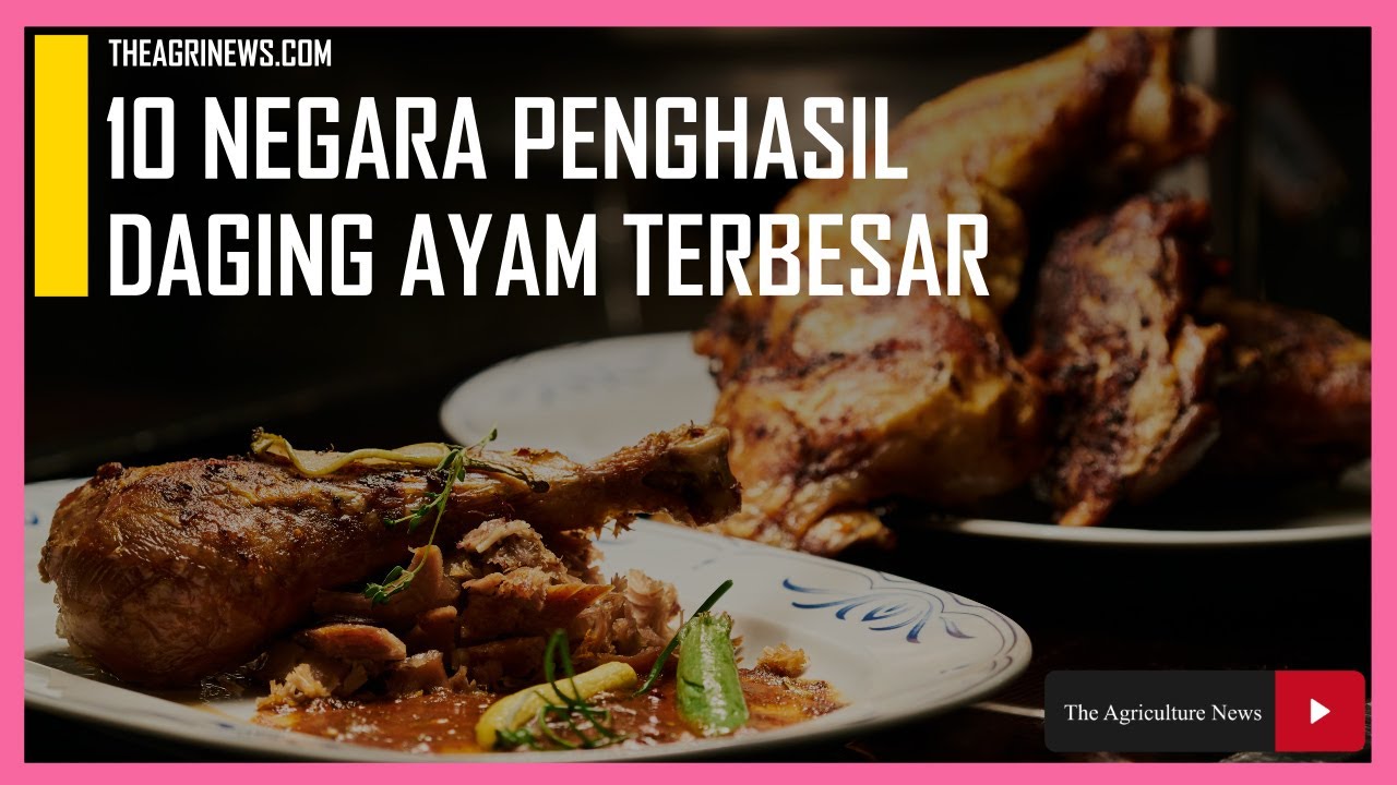 10 Negara Penghasil Daging Ayam Terbesar di Dunia