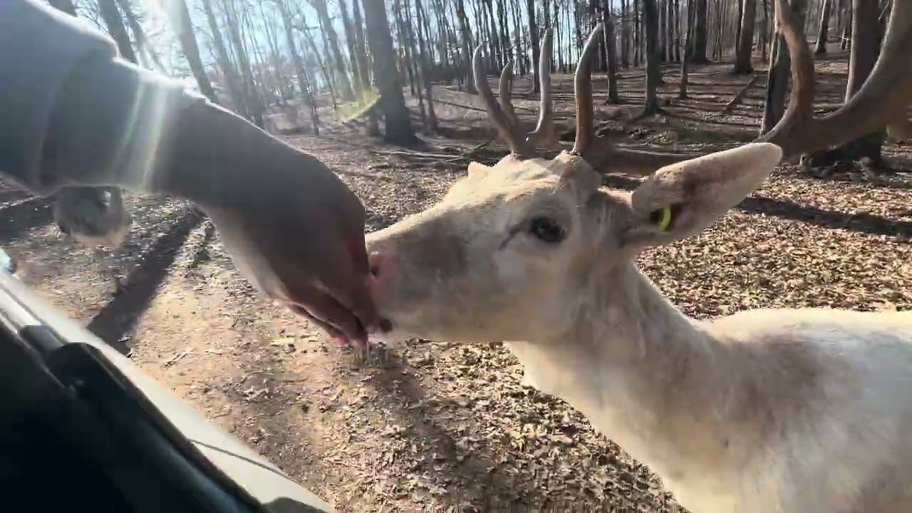 سفاريSafari 